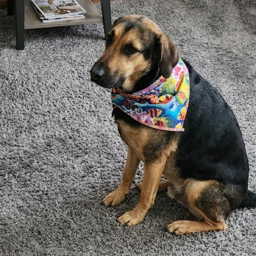 dog